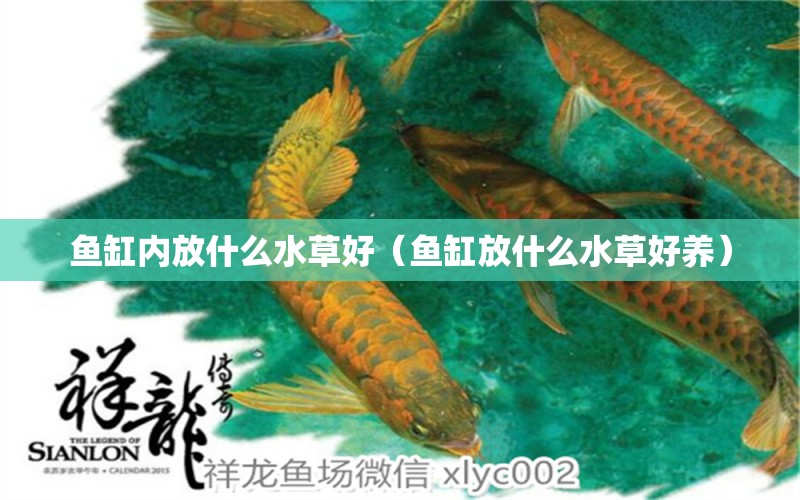 魚缸內(nèi)放什么水草好（魚缸放什么水草好養(yǎng)）