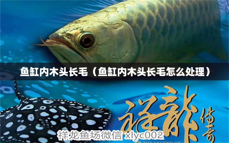 魚缸內(nèi)木頭長毛（魚缸內(nèi)木頭長毛怎么處理）