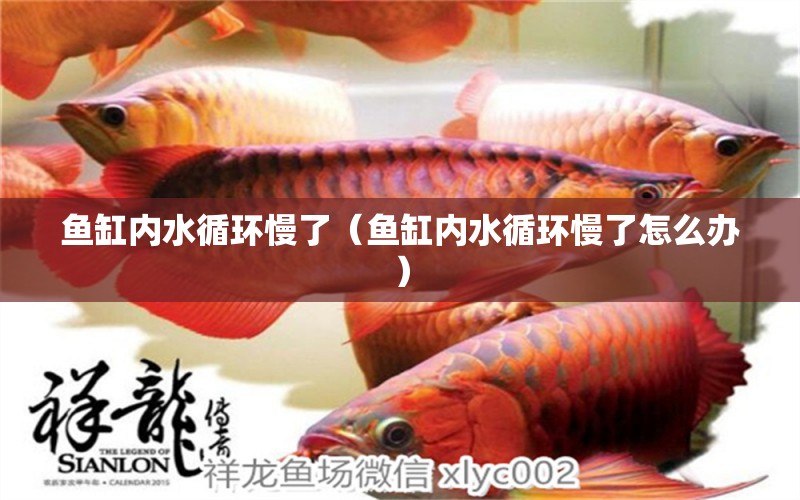 魚缸內(nèi)水循環(huán)慢了（魚缸內(nèi)水循環(huán)慢了怎么辦） 其他品牌魚缸