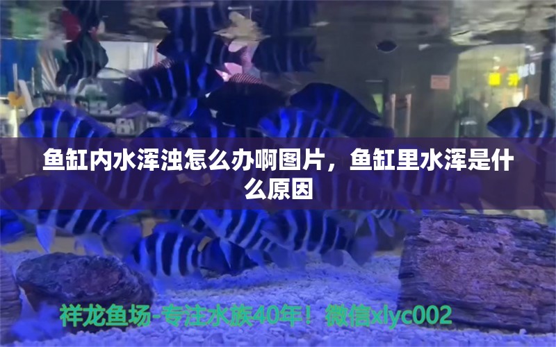 魚缸內水渾濁怎么辦啊圖片，魚缸里水渾是什么原因 黃金達摩魚