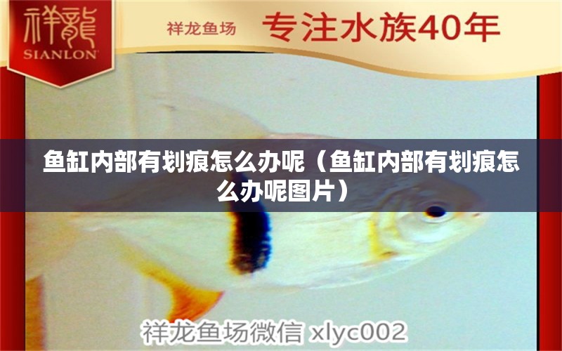 魚(yú)缸內(nèi)部有劃痕怎么辦呢（魚(yú)缸內(nèi)部有劃痕怎么辦呢圖片）