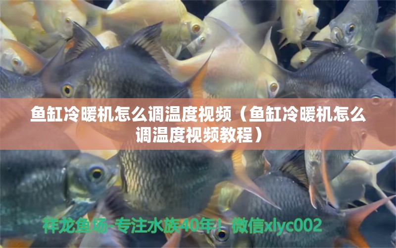 魚缸冷暖機(jī)怎么調(diào)溫度視頻（魚缸冷暖機(jī)怎么調(diào)溫度視頻教程） 蘇虎苗（蘇門答臘虎魚苗）