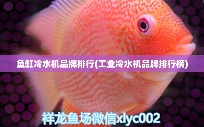 魚缸冷水機(jī)品牌排行(工業(yè)冷水機(jī)品牌排行榜) 雙線側(cè)魚