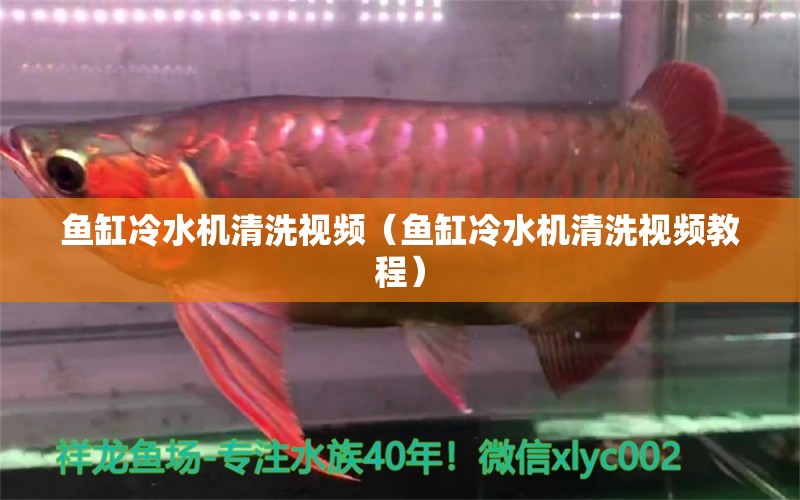 魚缸冷水機(jī)清洗視頻（魚缸冷水機(jī)清洗視頻教程） 招財(cái)戰(zhàn)船魚