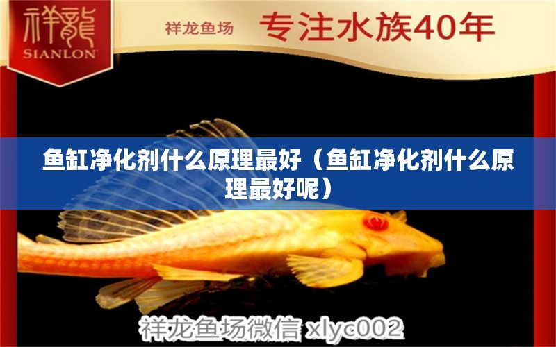 魚缸凈化劑什么原理最好（魚缸凈化劑什么原理最好呢） 虎魚魚苗