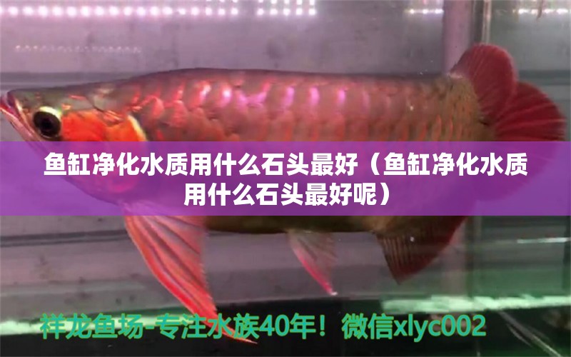 魚缸凈化水質用什么石頭最好（魚缸凈化水質用什么石頭最好呢）