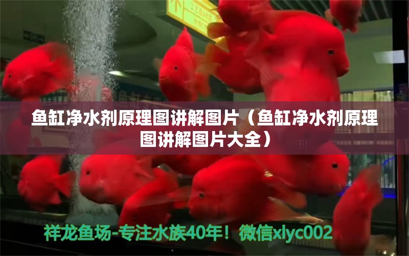 魚缸凈水劑原理圖講解圖片（魚缸凈水劑原理圖講解圖片大全）