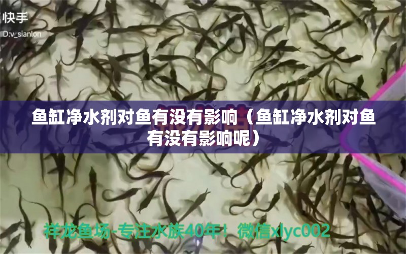 魚缸凈水劑對魚有沒有影響（魚缸凈水劑對魚有沒有影響呢）