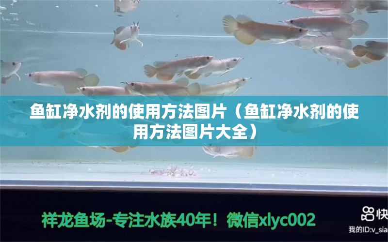 魚缸凈水劑的使用方法圖片（魚缸凈水劑的使用方法圖片大全）