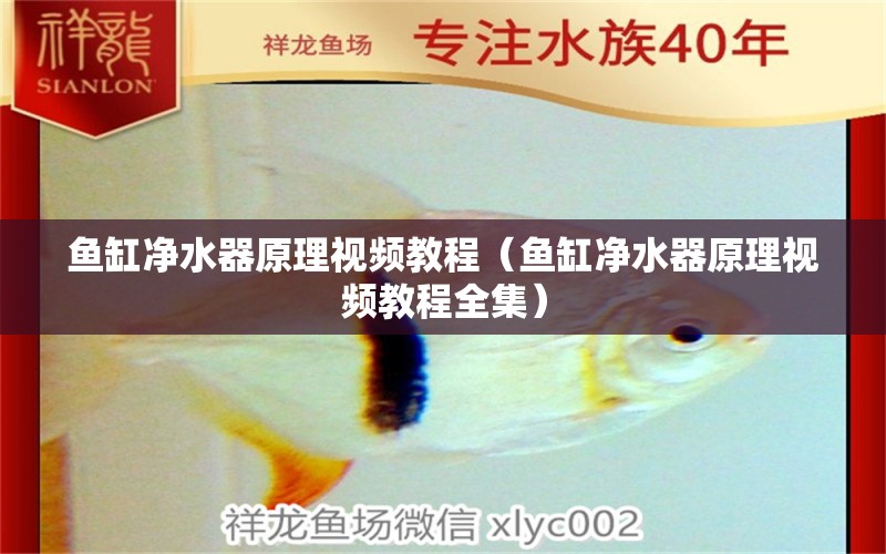 魚缸凈水器原理視頻教程（魚缸凈水器原理視頻教程全集） 元寶鳳凰魚專用魚糧