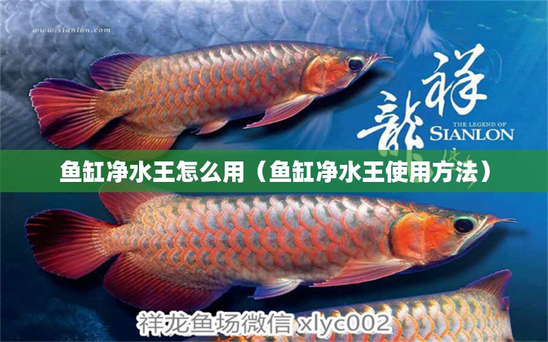 魚缸凈水王怎么用（魚缸凈水王使用方法） 祥龍水族醫(yī)院