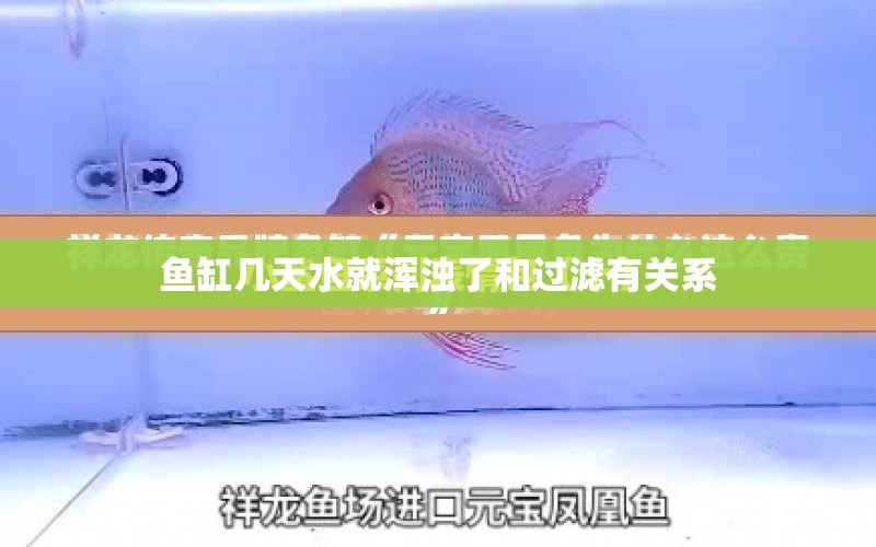 魚(yú)缸幾天水就渾濁了和過(guò)濾有關(guān)系 水族問(wèn)答 第2張