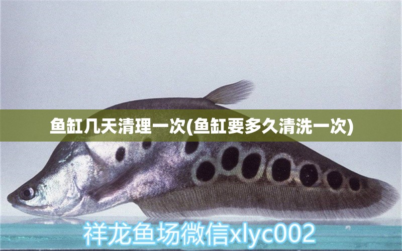 魚缸幾天清理一次(魚缸要多久清洗一次) 狗仔（招財貓)魚苗