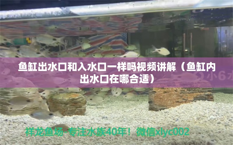 魚缸出水口和入水口一樣嗎視頻講解（魚缸內出水口在哪合適） 飛鳳魚苗