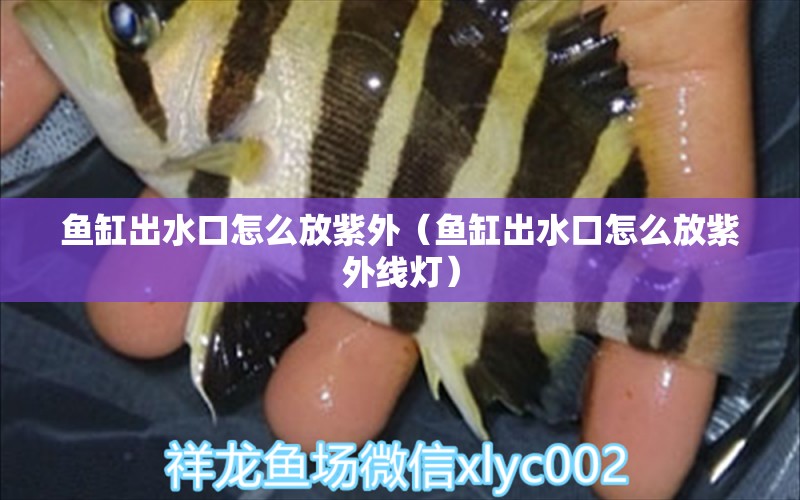 魚缸出水口怎么放紫外（魚缸出水口怎么放紫外線燈）