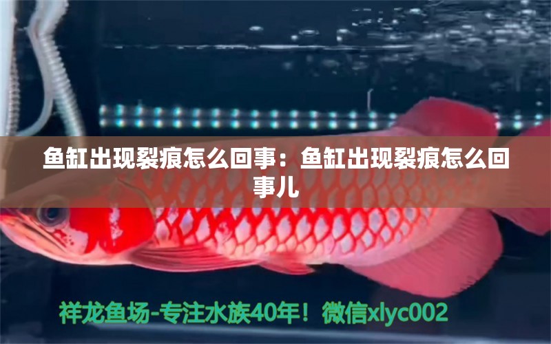 魚(yú)缸出現(xiàn)裂痕怎么回事：魚(yú)缸出現(xiàn)裂痕怎么回事兒