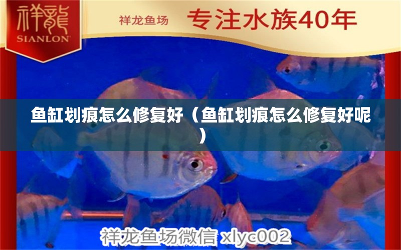 魚缸劃痕怎么修復(fù)好（魚缸劃痕怎么修復(fù)好呢）