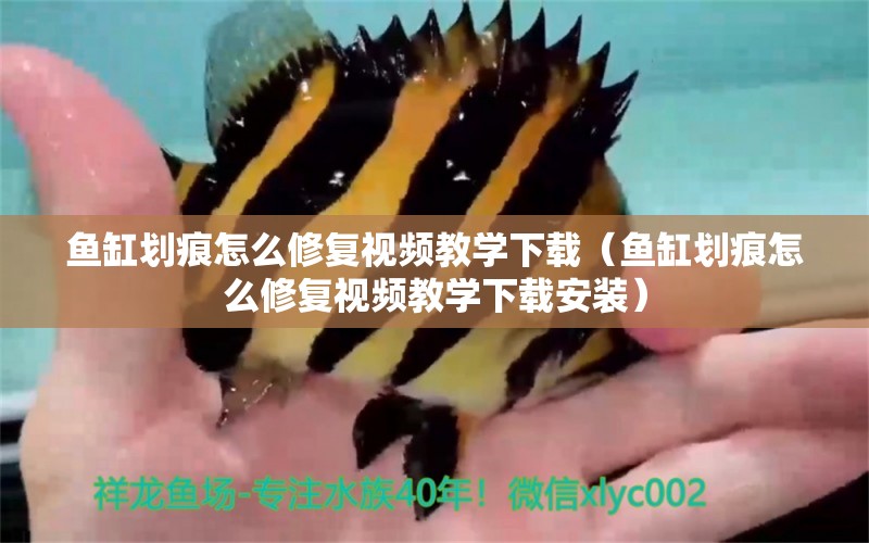 魚缸劃痕怎么修復視頻教學下載（魚缸劃痕怎么修復視頻教學下載安裝） 紅龍福龍魚