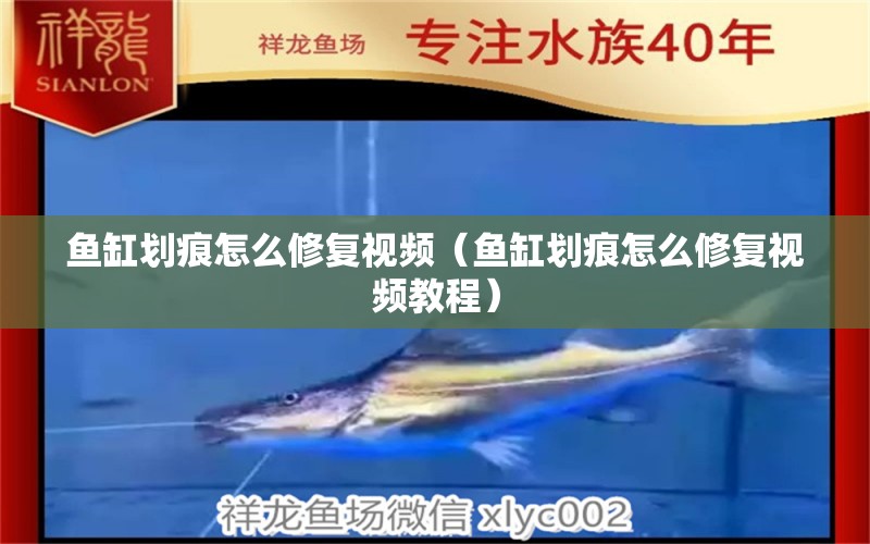 魚(yú)缸劃痕怎么修復(fù)視頻（魚(yú)缸劃痕怎么修復(fù)視頻教程）