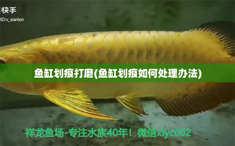 魚缸劃痕打磨(魚缸劃痕如何處理辦法) 圣菲埃及魚