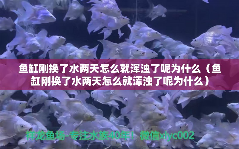 魚缸剛換了水兩天怎么就渾濁了呢為什么（魚缸剛換了水兩天怎么就渾濁了呢為什么） 祥龍水族醫(yī)院