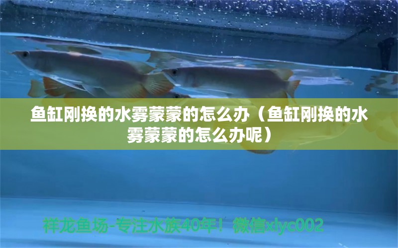 魚缸剛換的水霧蒙蒙的怎么辦（魚缸剛換的水霧蒙蒙的怎么辦呢） 祥龍龍魚魚糧