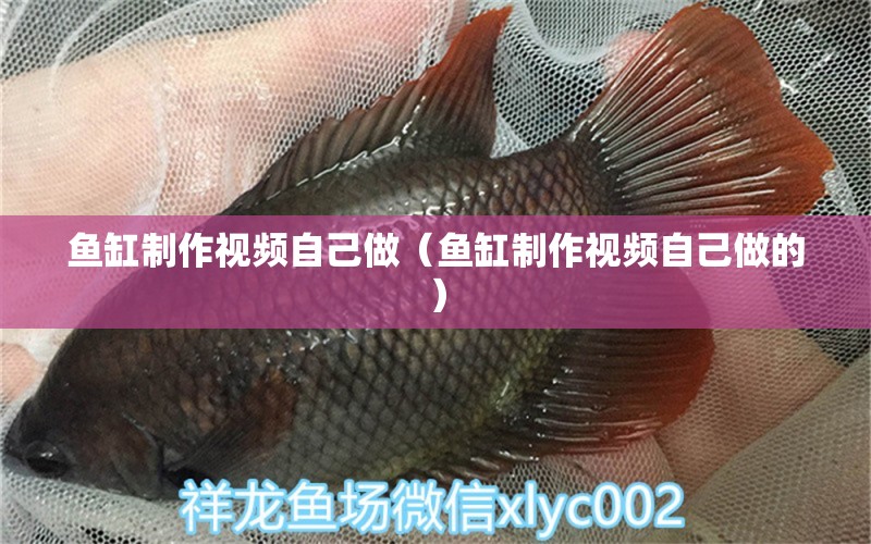 魚缸制作視頻自己做（魚缸制作視頻自己做的）