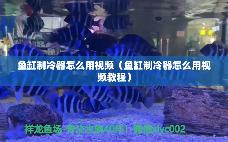 魚(yú)缸制冷器怎么用視頻（魚(yú)缸制冷器怎么用視頻教程）