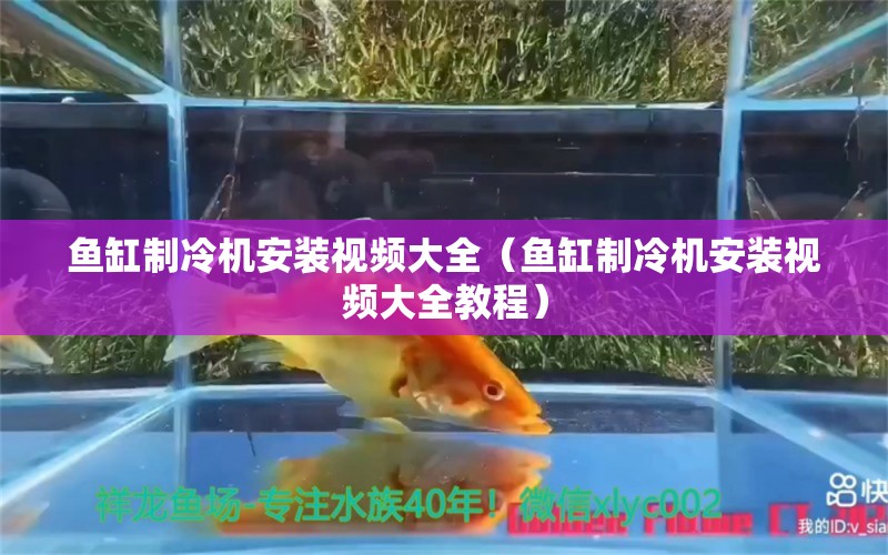 魚缸制冷機(jī)安裝視頻大全（魚缸制冷機(jī)安裝視頻大全教程） 星點(diǎn)金龍魚