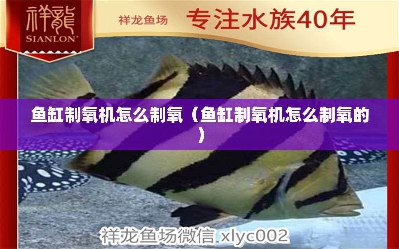 魚缸制氧機(jī)怎么制氧（魚缸制氧機(jī)怎么制氧的） 龍鳳鯉魚