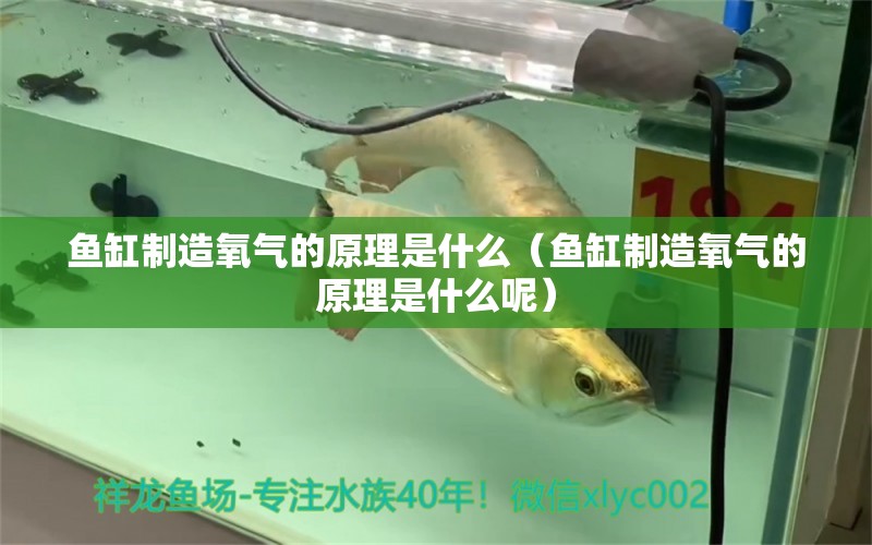 魚缸制造氧氣的原理是什么（魚缸制造氧氣的原理是什么呢）