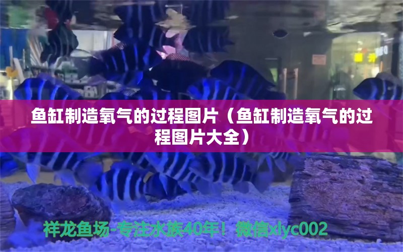 魚(yú)缸制造氧氣的過(guò)程圖片（魚(yú)缸制造氧氣的過(guò)程圖片大全）