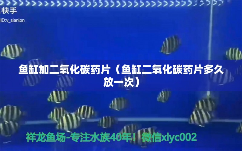 魚缸加二氧化碳藥片（魚缸二氧化碳藥片多久放一次） 二氧化碳設(shè)備