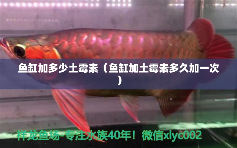 魚(yú)缸加多少土霉素（魚(yú)缸加土霉素多久加一次） 廣州觀賞魚(yú)批發(fā)市場(chǎng)