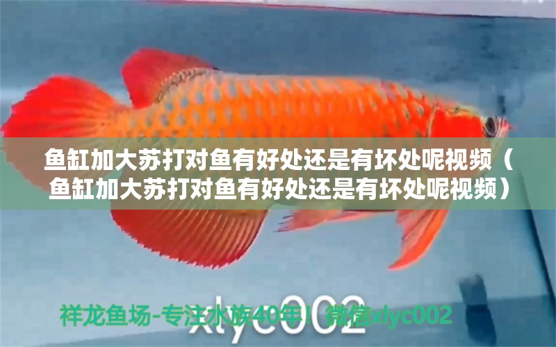 魚缸加大蘇打?qū)︳~有好處還是有壞處呢視頻（魚缸加大蘇打?qū)︳~有好處還是有壞處呢視頻）