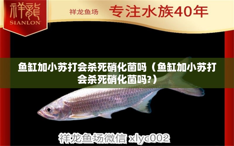 魚缸加小蘇打會殺死硝化菌嗎（魚缸加小蘇打會殺死硝化菌嗎?）