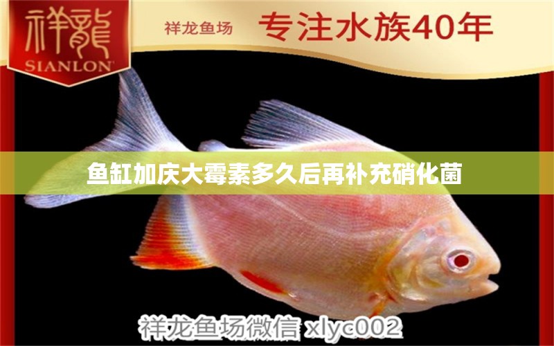 魚缸加慶大霉素多久后再補(bǔ)充硝化菌 