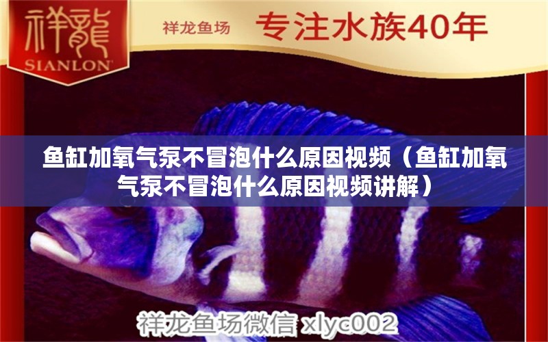 魚缸加氧氣泵不冒泡什么原因視頻（魚缸加氧氣泵不冒泡什么原因視頻講解） 充氧泵 第1張