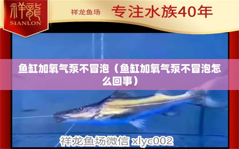 魚缸加氧氣泵不冒泡（魚缸加氧氣泵不冒泡怎么回事）