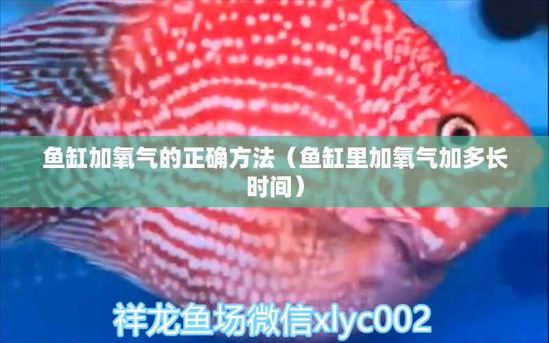 魚缸加氧氣的正確方法（魚缸里加氧氣加多長時間）