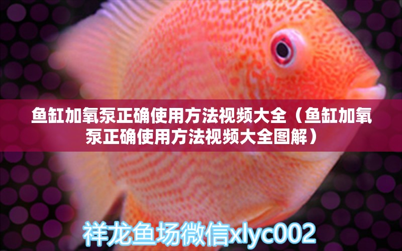 魚缸加氧泵正確使用方法視頻大全（魚缸加氧泵正確使用方法視頻大全圖解）