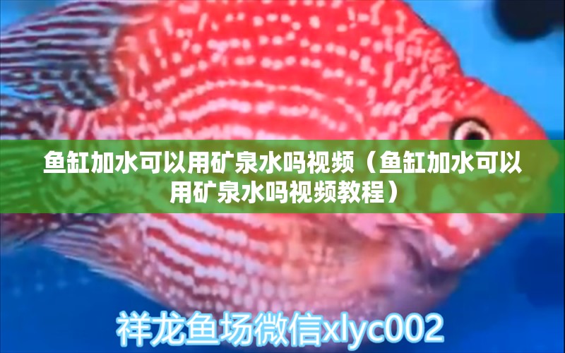 魚缸加水可以用礦泉水嗎視頻（魚缸加水可以用礦泉水嗎視頻教程）