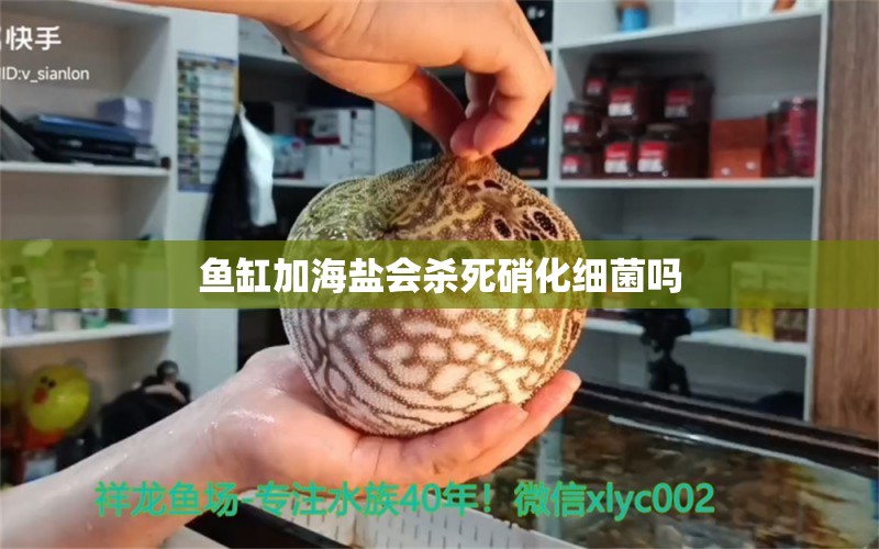 魚缸加海鹽會殺死硝化細菌嗎 硝化細菌