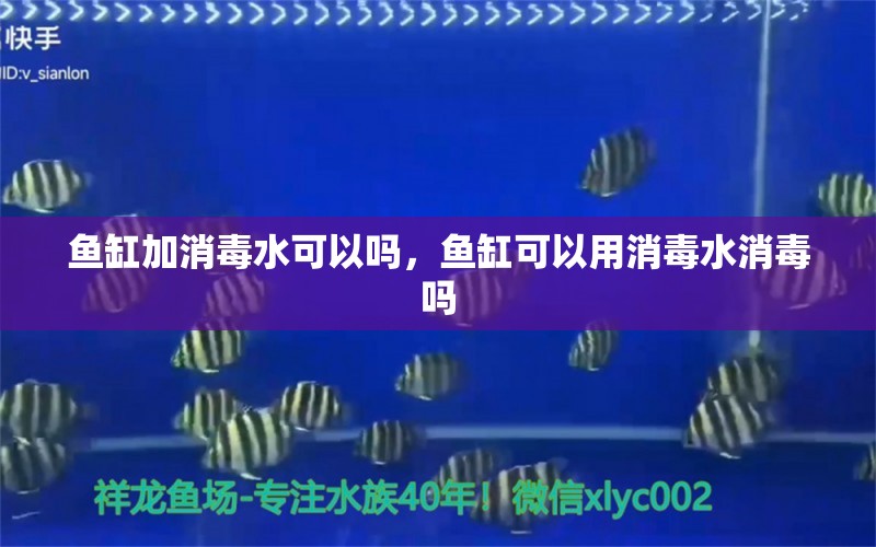 魚缸加消毒水可以嗎，魚缸可以用消毒水消毒嗎 斑馬狗頭魚