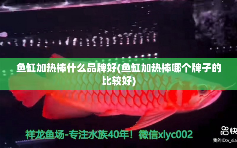 魚缸加熱棒什么品牌好(魚缸加熱棒哪個(gè)牌子的比較好) 泰國斗魚