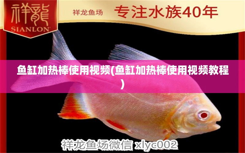 魚缸加熱棒使用視頻(魚缸加熱棒使用視頻教程) 稀有金龍魚 第1張