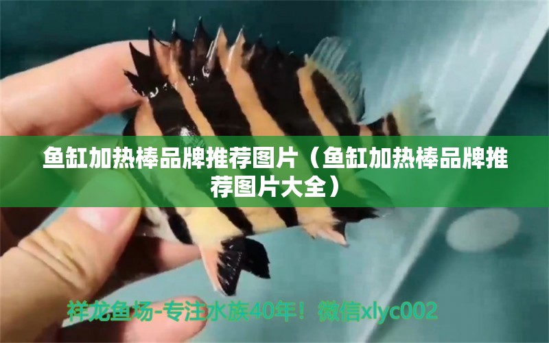 魚缸加熱棒品牌推薦圖片（魚缸加熱棒品牌推薦圖片大全） 其他品牌魚缸