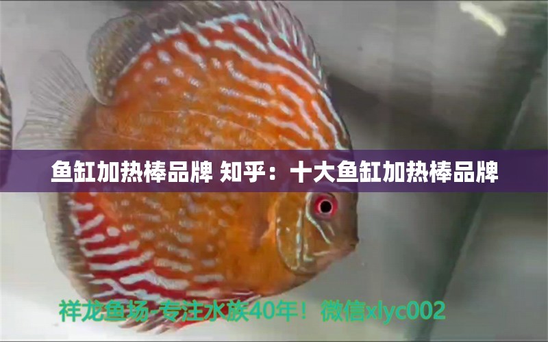 魚缸加熱棒品牌 知乎：十大魚缸加熱棒品牌 廣州龍魚批發(fā)市場