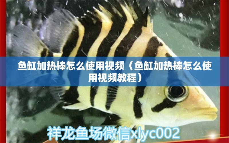 魚(yú)缸加熱棒怎么使用視頻（魚(yú)缸加熱棒怎么使用視頻教程）