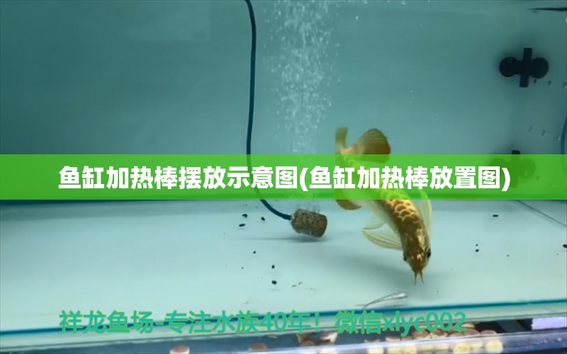 魚(yú)缸加熱棒擺放示意圖(魚(yú)缸加熱棒放置圖) 純血皇冠黑白魟魚(yú) 第1張